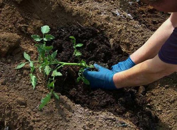  Transplantul de material săditor în sol deschis