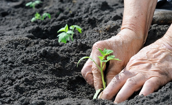  Transplante de tomates em terreno aberto