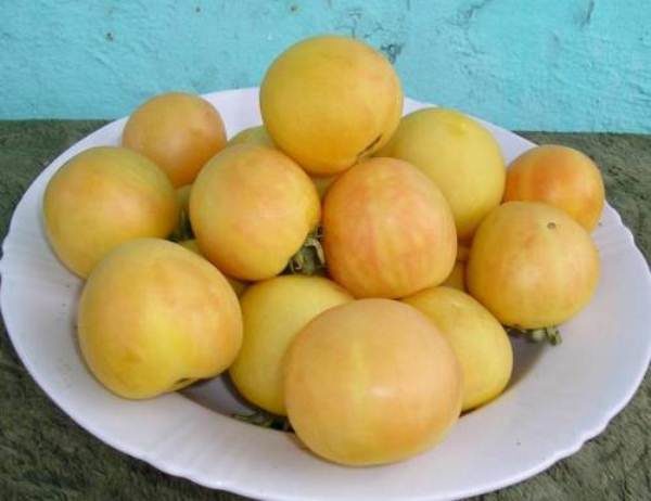  La cosecha de tomate melocotón comenzará a finales de junio