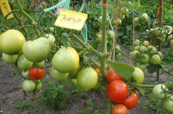 Soiul de tomate