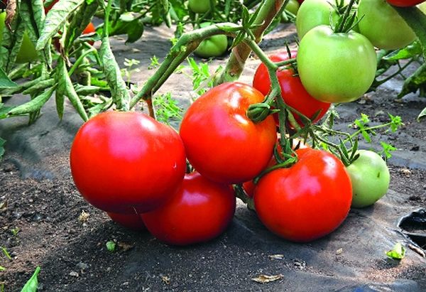  Greutatea medie a fructului este de 250-350 grame