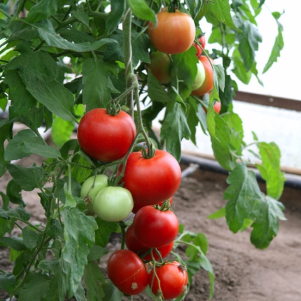  În nord și în Siberia, cultivarea unui soi este posibilă numai într-o seră.
