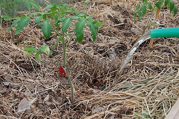  Umplerea corectă a tomatelor se efectuează exclusiv sub rădăcină.