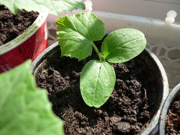  Depois de transplantar uma muda de pepino, todos os nutrientes chegam a ele