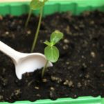  Com a ajuda de uma espátula de plástico, a muda vai
