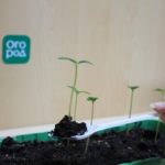  Um transplante é necessário junto com uma bola de terra