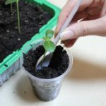  Transplante no orifício preparado e pó moído