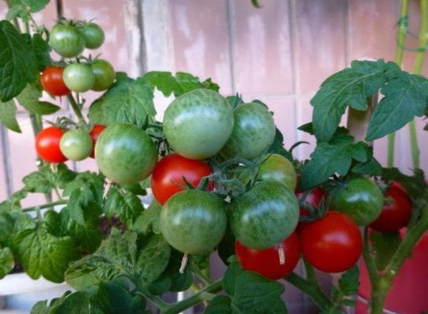  Tomate Pinóquio