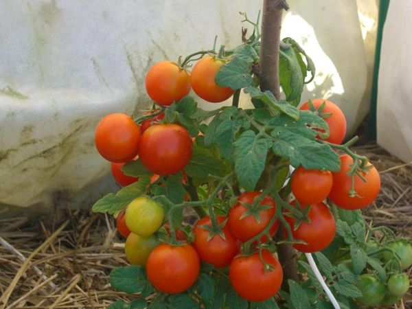  Arbustos de tomate Pinóquio não exceda 35 cm de altura