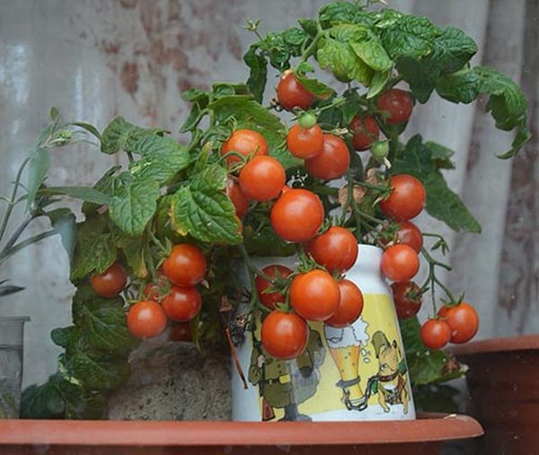  Crescimento e frutificação são possíveis mesmo em casa ou na varanda