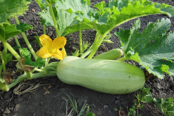  Una descrizione dettagliata della varietà di zucchine Iscander f1, delle regole di impianto e cura