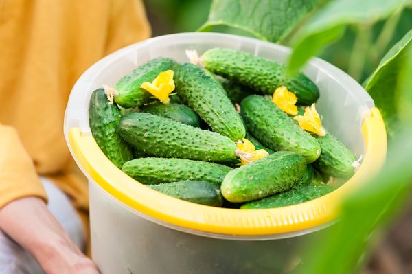  Con la ayuda de los aderezos correctos puede aumentar el rendimiento y el sabor de los pepinos.