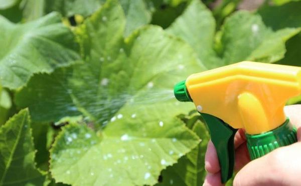  Cuando la alimentación foliar es necesaria para producir una pulverización uniforme.