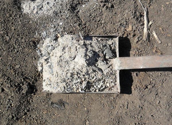 Cenușa este adusă în primăvară înainte de a planta răsaduri în pământ