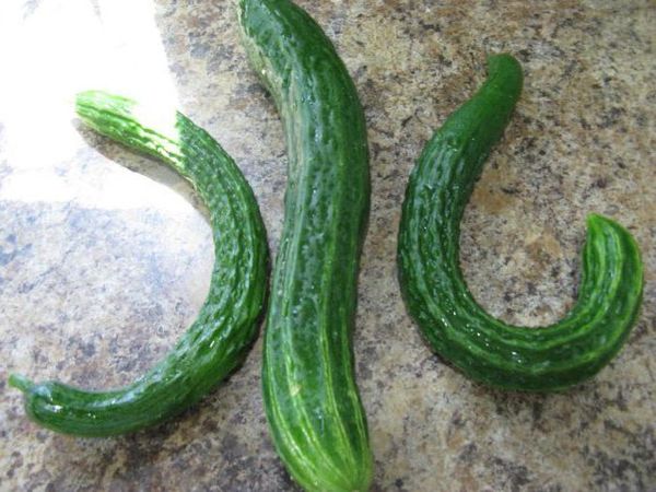  A falta de nitrógeno, los pepinos crecen en forma de gancho.