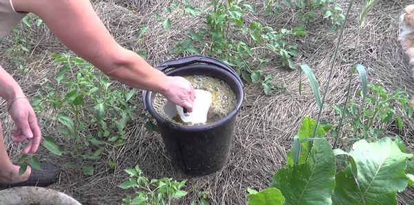  Transplante de mudas em terreno aberto