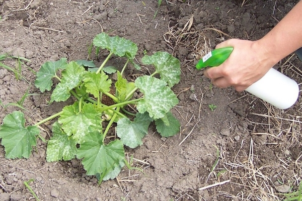  Durante l'intera stagione vegetativa, la zucca ha bisogno di alimentazione.