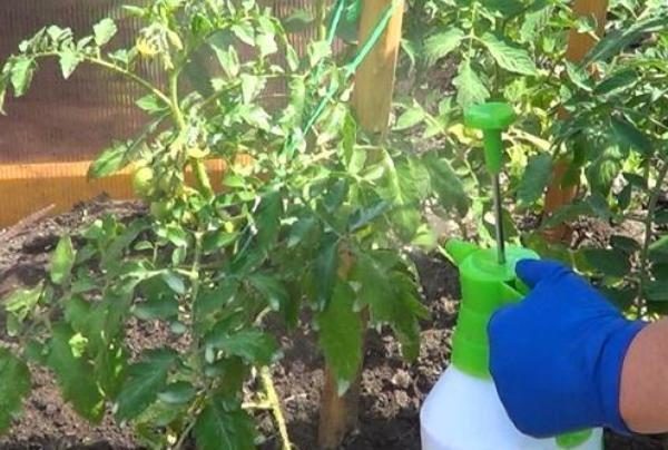  A alimentação periódica dos arbustos com fertilizantes ajudará a obter o rendimento máximo dos tomates.