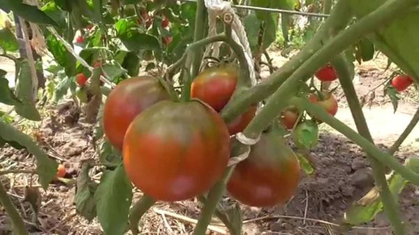  Descrição e características do tomate Marusya