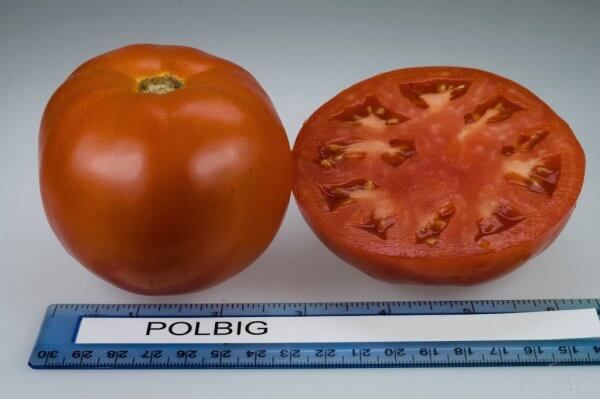  El peso medio de la fruta Polibig - 100-130 gramos.