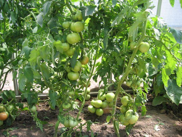  Polbig madura y comienza a dar frutos temprano incluso a temperaturas relativamente bajas.