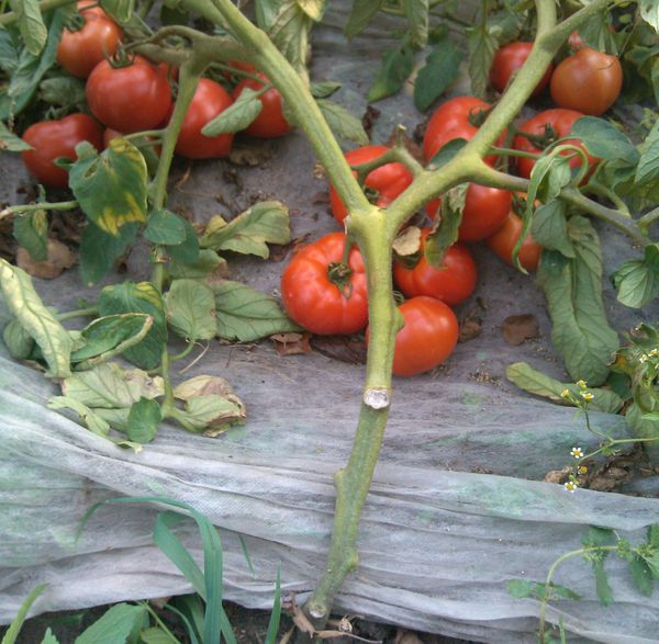  Si no atas a Polbig, el arbusto caerá al suelo bajo el peso de las frutas