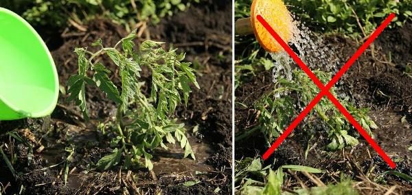  Rega precisa de tomates na raiz