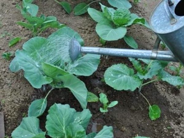  Piantine di cavolo Il pan di zucchero nel periodo di crescita attiva consuma intensivamente i nutrienti