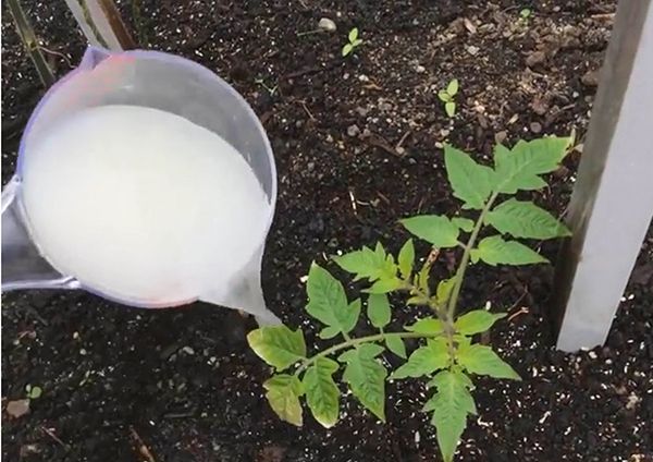  Rega e fertilizante