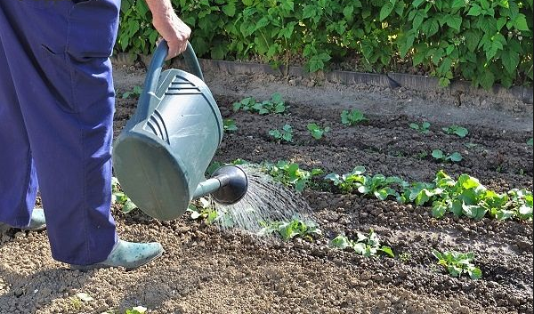  Cura per piantine e arbusti