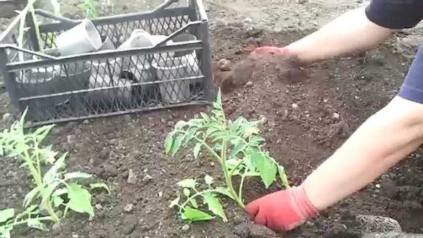  Para plantar mudas de tomate para o início da manhã ou à noite