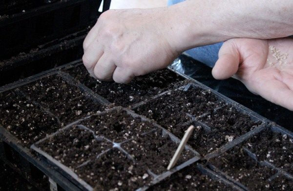  Semeando sementes de tomate para mudas