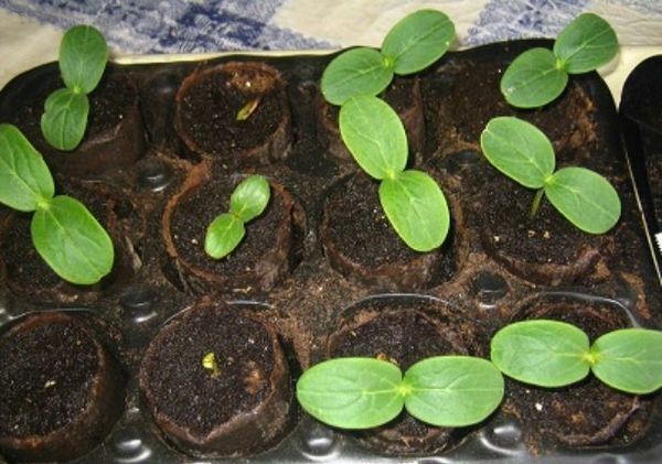  Le piantine sono meglio coltivate in torba o bicchieri di carta