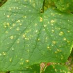  peronosporosis