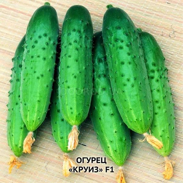  crociera