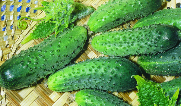  prateria