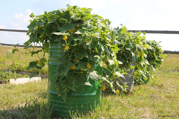  Modalități de plantare a castraveților