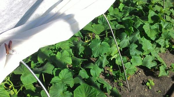 Piantare cetrioli sotto pellicola richiede una cura costante