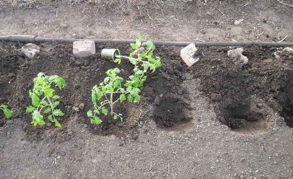  Transplante de mudas de tomate em terreno aberto