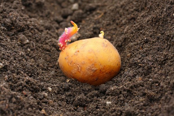  Planting potatoes in the Moscow region