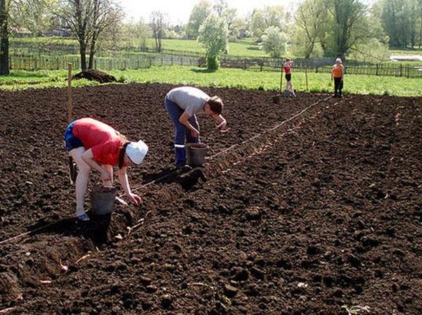  June 1-5 - the deadline for planting potatoes in the Moscow region