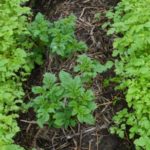  White mustard between potatoes perfectly repels pests