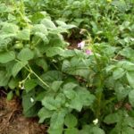  Beans between potatoes as a siderata