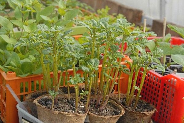  Seed seedlings from potato sprouts