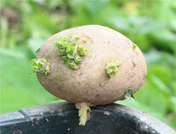  Buds of potato eyes awaken at a temperature of +5 degrees