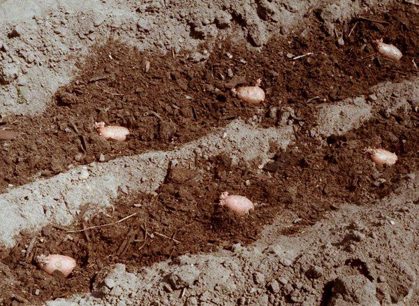  If the soil for planting is fertile - you can do without preliminary germination
