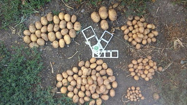  Potatoes planted without sprouts need more time to ripen
