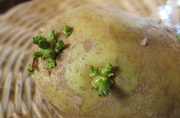  At the time of planting, the tubers turn green and small leaves appear on them.