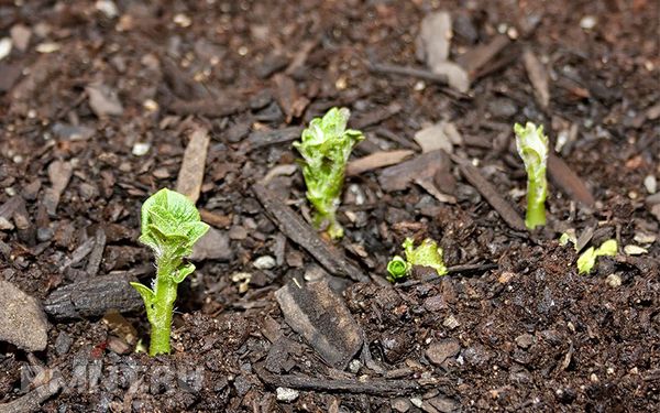  The first leaves appear later when planting sprouts down