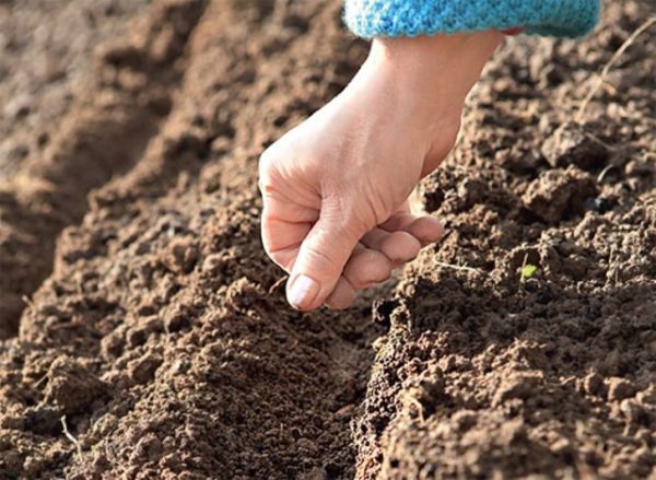  Preparazione del terreno, semina e coltivazione di barbabietole